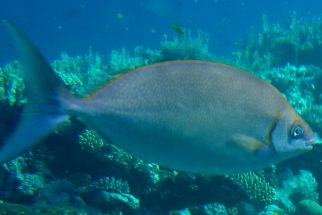 Siganus argenteus - Schwalbenschwanz-Kaninchenfisch (Silber-Kaninchenfisch)